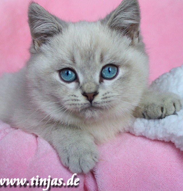 BKH Katzenbabys blue golden tabby point